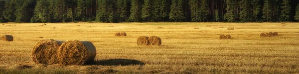 Weitblick Auf Ein Landwirtschaftliches Feld Nach Der Ernte Mit Stoppeln — Stockfoto