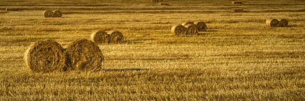 全景开阔 一片金碧辉煌的农田 收割后有稻草包和茬 农场背景 — 图库照片