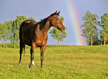 Bay Quarter Horse in field with Rainbow clipart