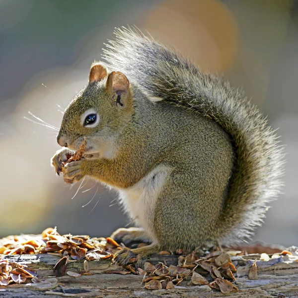 Red Squirrel Feding Seeds de Spruce Cone — Foto de Stock