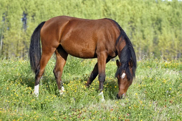 Bay Arabian Filly grassing in meadow — Stock Photo, Image