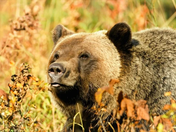 Big Grizzly Bear Chodzenie Wysokiej Trawie Krzewów Kolorach Jesieni — Zdjęcie stockowe