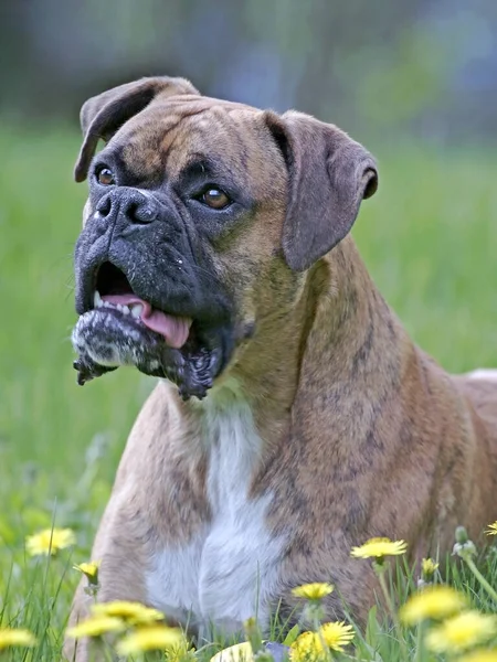 Duitse Bokser Hond Liggen Weide Van Bloemen Zoek Alert — Stockfoto