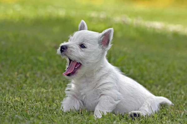 Aranyos West Highland White Terrier Kiskutya Fűben Ásítás Stock Fotó