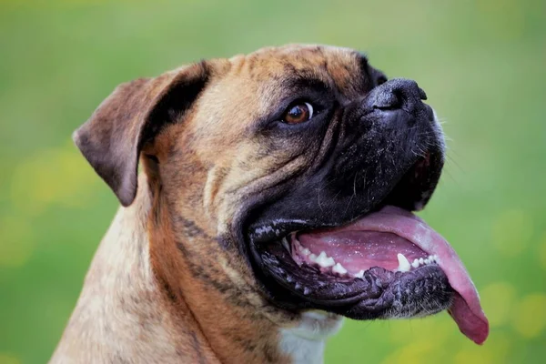 Duitse Boxer Hond Mannelijk Portret Alert Profiel — Stockfoto