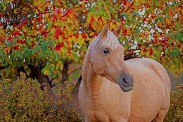 Palomino Horse Mare Őszi Színekben Áll Crabb Almafa Előtt Stock Kép