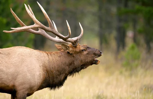 Bika Elk hívás Jogdíjmentes Stock Képek