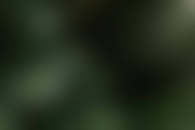 Yumuşak odaklı ve bulanık elementlerle koyu yeşil ve siyah soyut bir arkaplan. Ayrıntıları temizle...