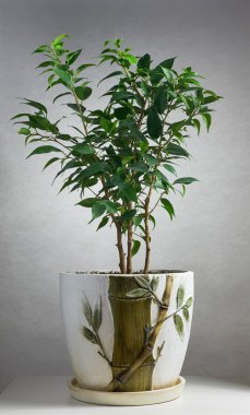 Houseplant ficus Benjamin
