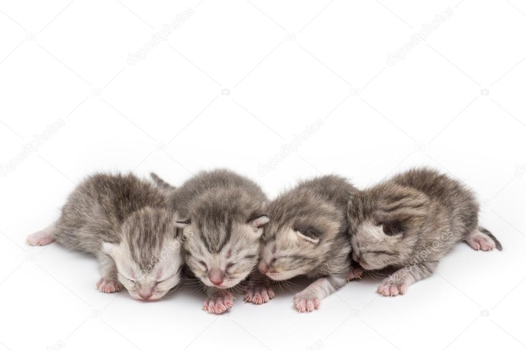 a flock of blind kittens