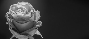 beyaz gül karanlık ve bulanıklık