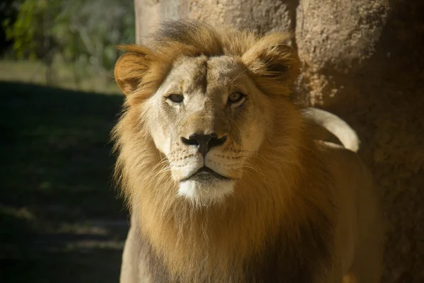 Aslan kayanın önünde