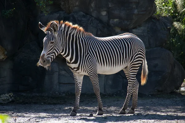 Του Grevy ζέβρα στέκεται μπροστά από τον βράχο — Φωτογραφία Αρχείου