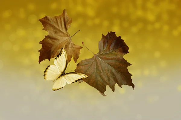 Frunzele de toamnă cu fluture — Fotografie, imagine de stoc