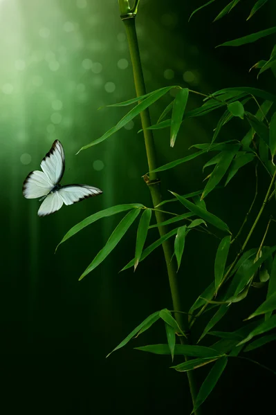 Bambu bitki ve kelebek — Stok fotoğraf
