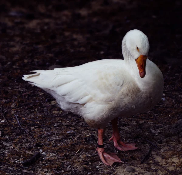 White goose on the farm — Stock Photo, Image