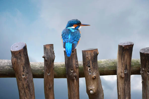 ユーラシアの一般的なカワセミAlcedo Atthis Bengalensisは小さな柵の上に残っています — ストック写真