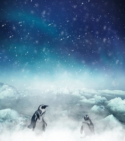 Зимова Нічна Сцена Пінгвінами Які Спостерігають Падає Сніг Різдвяна Святкова — стокове фото