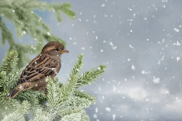 Eurasian Tree Sparrow Passer Montanus Sitting Perching Snowy Winter Spruce — Stock Photo, Image