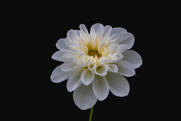 Bílá Dahlia Květiny Izolované Černém Pozadí — Stock fotografie