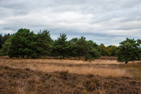 Sumpfland Herbst Unter Bewölktem Himmel Herbstlandschaft — Stockfoto