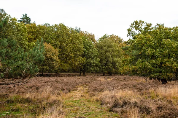 Nederländska Höst Landskap Med Vackra Färgade Träd — Stockfoto