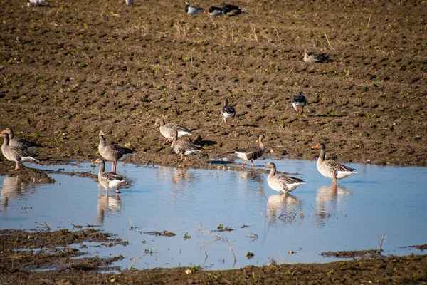 Seegans Beim Weiden Und Ausruhen Vor Der Wanderung Den Süden — Stockfoto