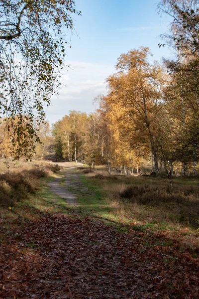 Jesienny Krajobraz Jasne Jesienne Drzewa Żółte Spadające Liście Jesienna Uliczka — Zdjęcie stockowe