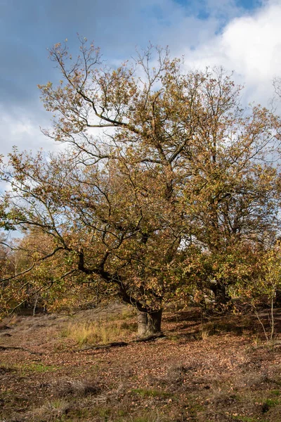 Herbstliche Waldlandschaft Trockenes Herbstlaub Bedeckt Den Boden Und Bäume Fallen — Stockfoto