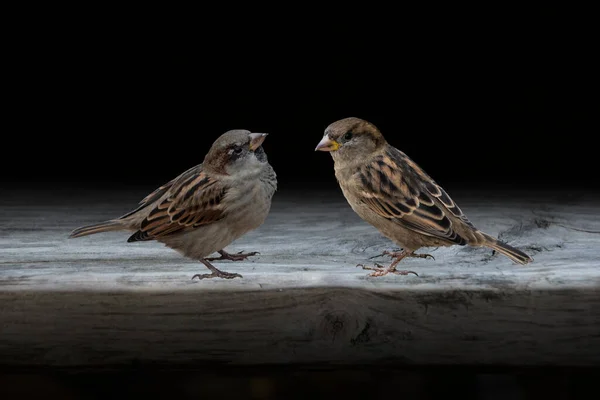 Eurasiatiska Trädsparvar Passer Montanus Sittande Gammal Tablån — Stockfoto