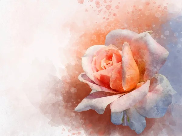 一朵生机勃勃的粉红色玫瑰花的水彩画 植物学艺术 贺卡或婚宴请柬的装饰元素 — 图库照片