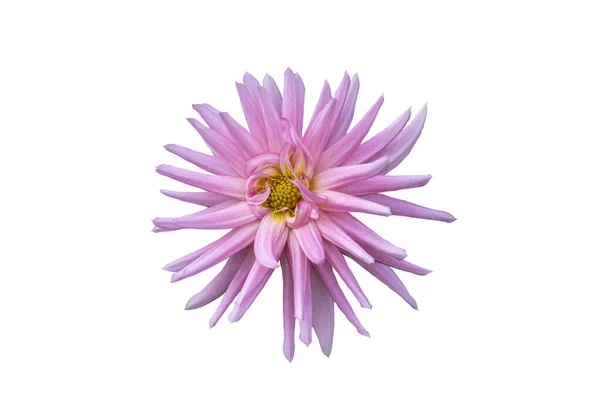 Egy Gyönyörű Rózsaszín Dália Pinnata Virág Fehér Alapon Elszigetelve — Stock Fotó