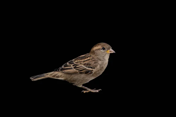 Eurasiatiska Träd Sparrow Passer Montanus Isolerad Svart Bakgrund — Stockfoto