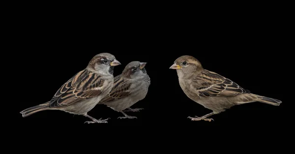 Eurasian Tree Sparrows Passer Montanus Isolado Sobre Fundo Preto — Fotografia de Stock