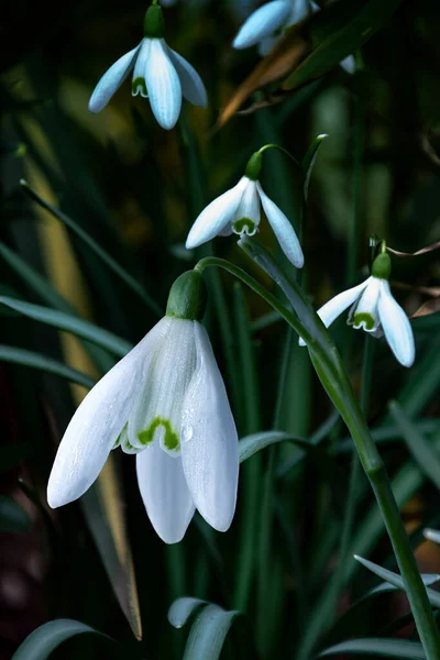 Snowdrop spring flowers. Galanthis in early spring gardens. Delicate Snowdrop flower is one of the spring symbols .The first early snowdrop flower.