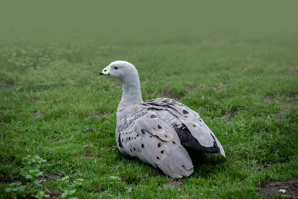 Kap Barren Gås Cereopsis Novaehollandiae Sitter Och Vilar Gräset — Stockfoto