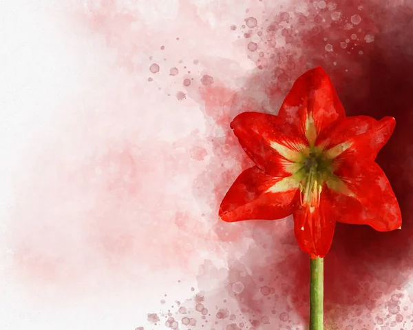 Kırmızı Bir Amaryllis Suluboya Resmi Çiçek Illüstrasyonu — Stok fotoğraf