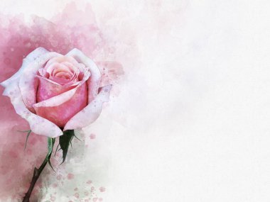 Canlı pembe bir gül çiçeğinin suluboya çizimi. Botanik sanatı. Tebrik kartı ya da düğün davetiyesi için dekoratif unsur