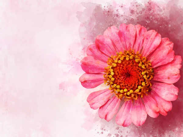 Fleur Zinnia Rose Peinte Ensemble Illustration Fond Aquarelle — Photo