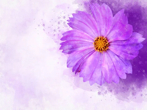 Watercolor painting of pink cosmos flower - in Latin Cosmos Bipinnatus. Letter head or greeting card