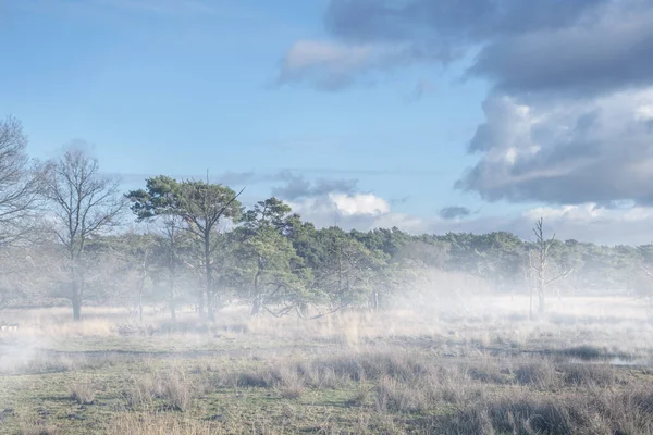 Foggy Swampland Winter Blue Sky Winter Landscape Netherlands Location Maasduinen — Stock Photo, Image