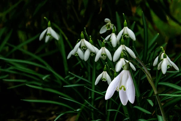 Flores Primavera Neve Galanthis Jardins Primavera Adiantados Delicado Snowdrop Flor — Fotografia de Stock