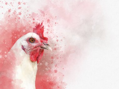 Beyaz bir tavuğun suluboya resmi. Kuş çizimi.