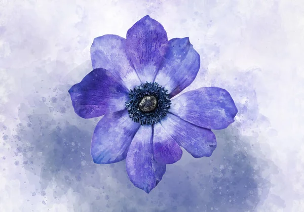 Pittura Acquerello Fiore Anemone Blu Illustrazione Botanica — Foto Stock