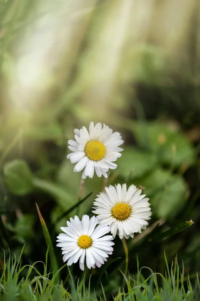 太陽の下で美しいデイジー 牧草地でデイジーの野生の花と春の明るい風景 野の花と春と夏の背景 — ストック写真