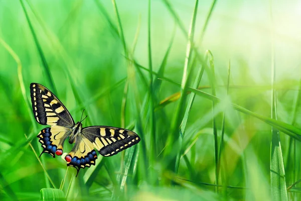 Hierba Verde Con Mariposa Paisaje Primavera Perfecto Para Fondo — Foto de Stock