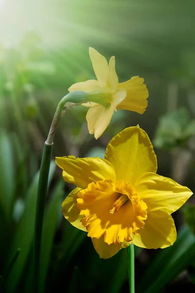 ダフォドールの花の閉鎖 晴れた春の日にロマンチックな春の花 — ストック写真