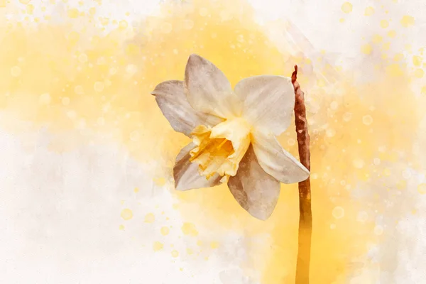 Narciso Acuarela Acuarela Dibujada Mano Flor Primavera Perfecta Para Tarjeta — Foto de Stock