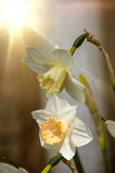 Primer Plano Una Flor Narciso Flor Romántica Primavera Soleado Día — Foto de Stock