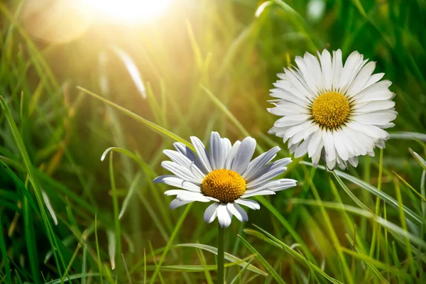 太陽の下で美しいデイジー 牧草地でデイジーの野生の花と夏の明るい風景 野の花と春または夏の背景 — ストック写真